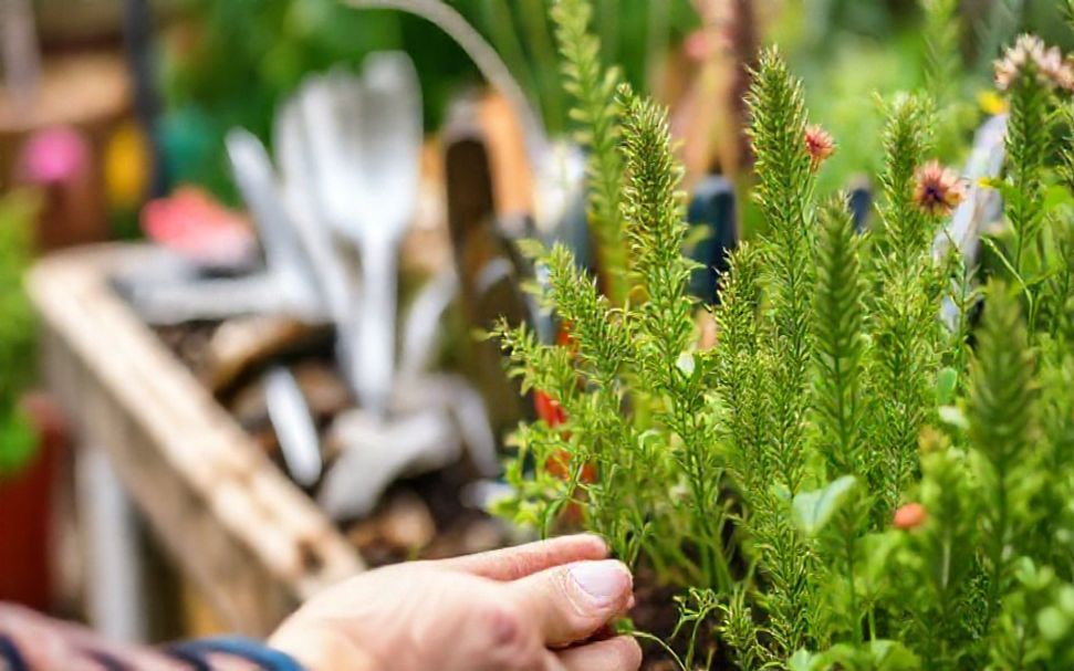 Discover 10 Must-Have Garden Tools for a Thriving Outdoor Space*