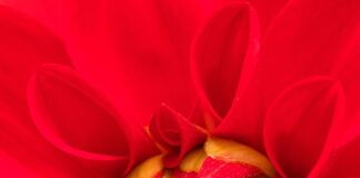 Discover Your Perfect Garden at Crawley Garden Centre