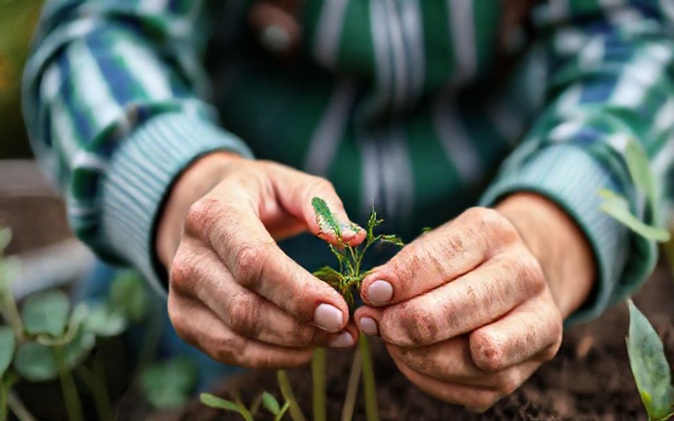 How to Save Money on Gardening Essentials Without Sacrificing Quality*