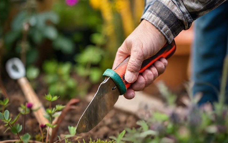 How to Transform Your Garden with B&Q Crawley’s Top Tools & Plants"*