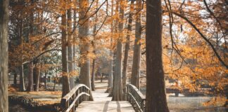 Explore 3 Bridges Crawley: Scenic Walks & Local History