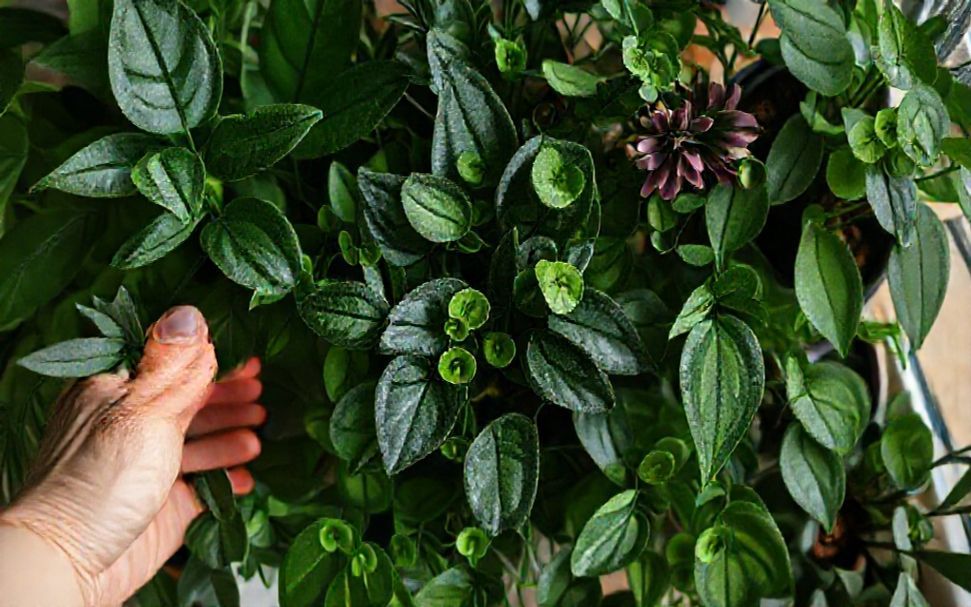 The Truth About Choosing the Perfect Plants for Your Space*