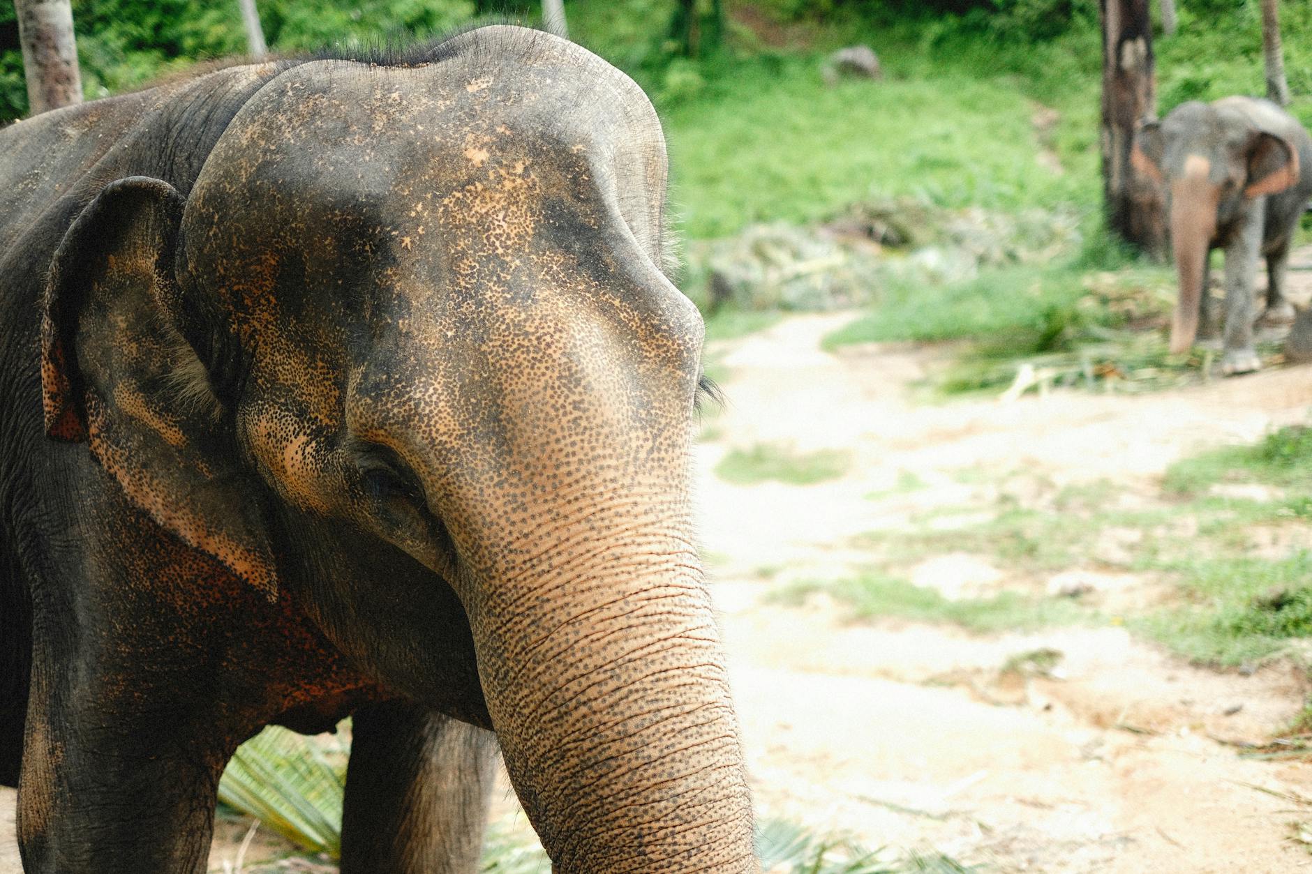 Discover the Top 5 Wildlife Encounters at Woburn Safari Park*