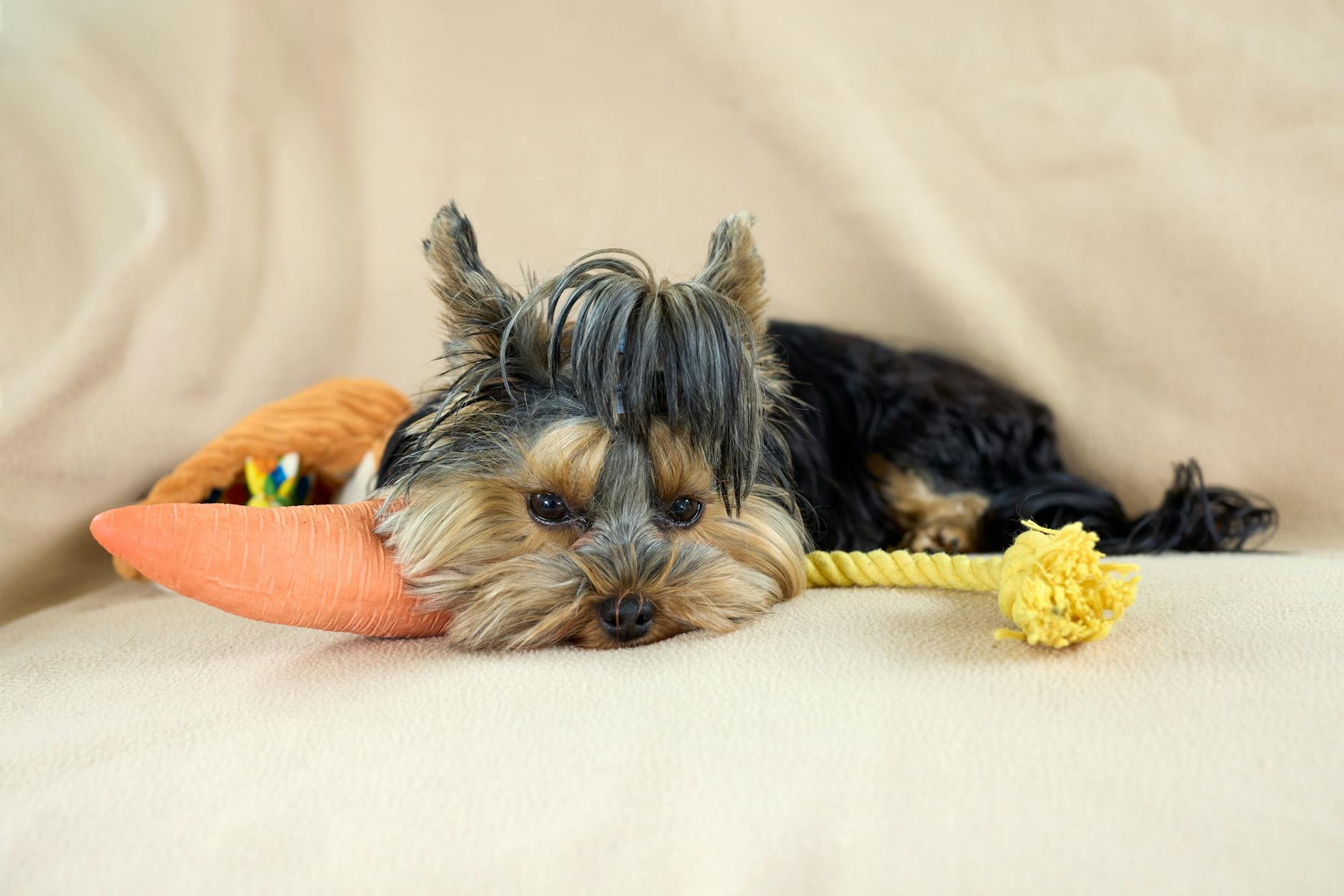 How to Choose the Perfect Pet for Your Lifestyle in Crawley*