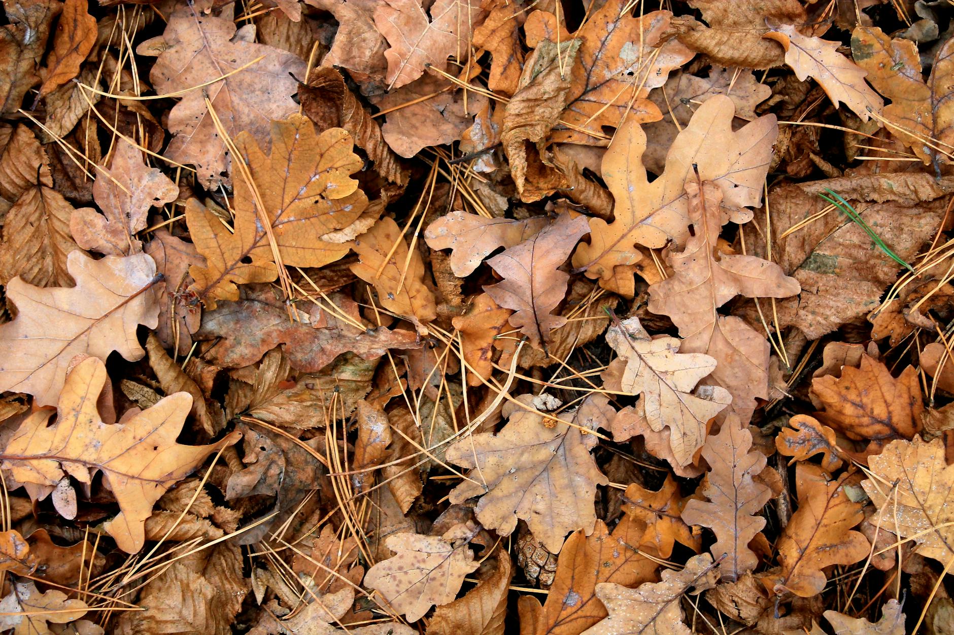 Why Planting Oaks Matters for Crawley’s Future*