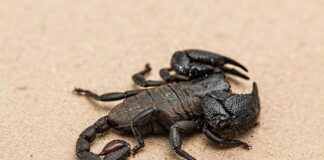 Discover Fun & Adventure at Tulleys Farm, Crawley