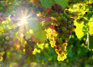 Discover Fresh, Healthy Produce at Balcombe Road Farm, Crawley