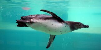 Discover Fun & Wildlife at Folly Farm, Crawley & Winchester