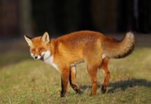 The Fox Crawley: A Timeless Guide to Strategic Success The Fox Crawley: A Timeless Guide to Strategic Success