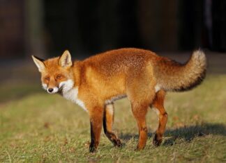 The Fox Crawley: A Timeless Guide to Strategic Success