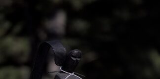 Lord Robert Crawley: A Legacy of Leadership and Noble Service