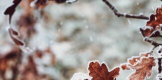 Discover the Benefits of Crawley County’s Next Oak Planting Initiative