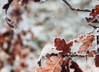 Discover the Benefits of Crawley County’s Next Oak Planting Initiative
