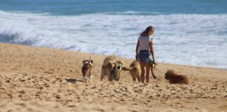 Find Your Perfect Pet at Home in Crawley, West Sussex