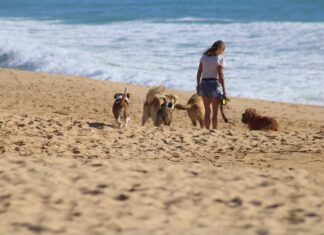 Find Your Perfect Pet at Home in Crawley, West Sussex