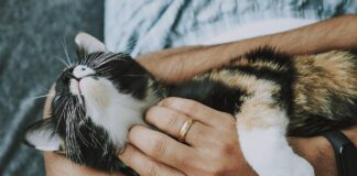 Discover the Best Pet Care & Supplies in Crawley