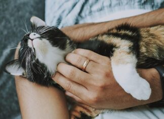 Discover the Best Pet Care & Supplies in Crawley