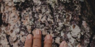 The Lamb Crawley: A Timeless Tale of Love and Redemption