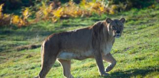 Explore Woburn Safari Park: Wildlife Adventures on Crawley Road