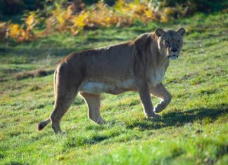Explore Woburn Safari Park: Wildlife Adventures on Crawley Road